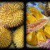 Durian Kuning vs Durian Oren Borneo