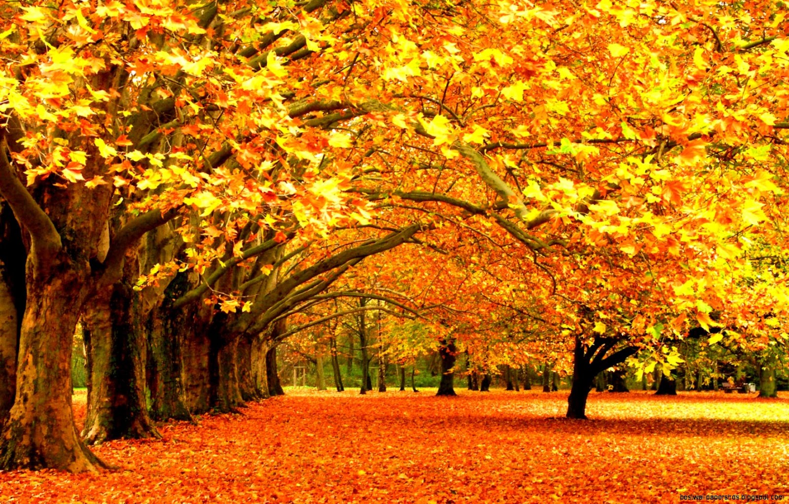 Fall Leaves Desktop Fall Leaves Desktop