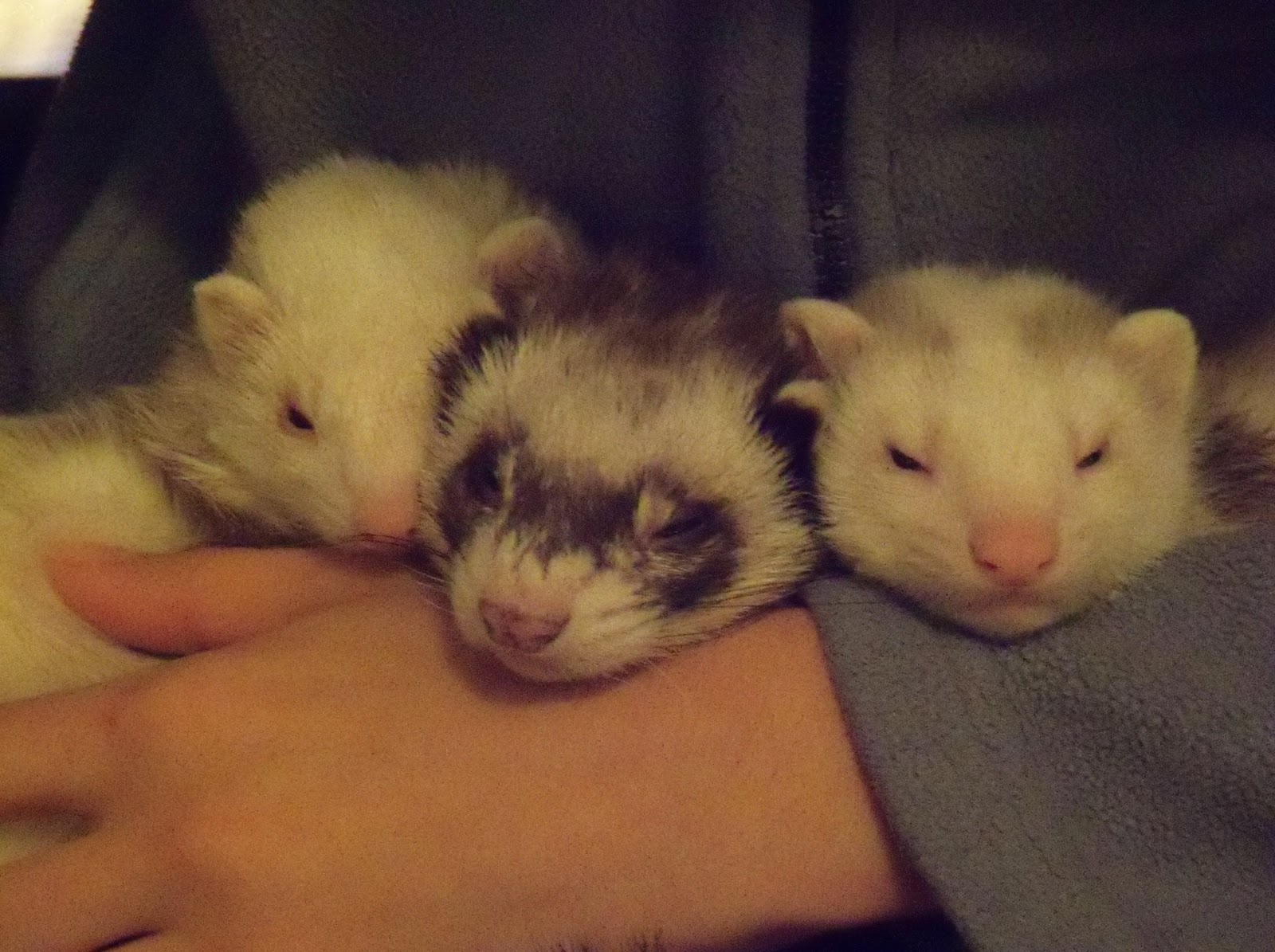 Ferrets in the North Learn. Play. Love. Ferrets.