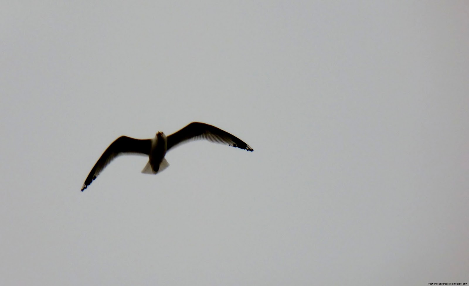 Lonely Bird in the Rain Lonely Bird in the Rain