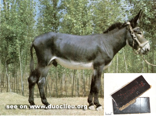 Equus asinnus L.