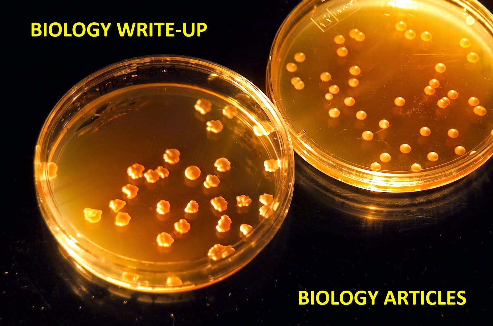 BIOLOGY WRITE-UP - BIOLOGY ARTICLES