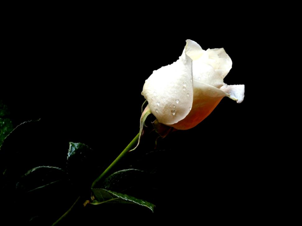White Rose Wallpapers HD Pictures Flowers One HD Wallpaper White Rose Wallpapers HD Pictures Flowers One HD Wallpaper