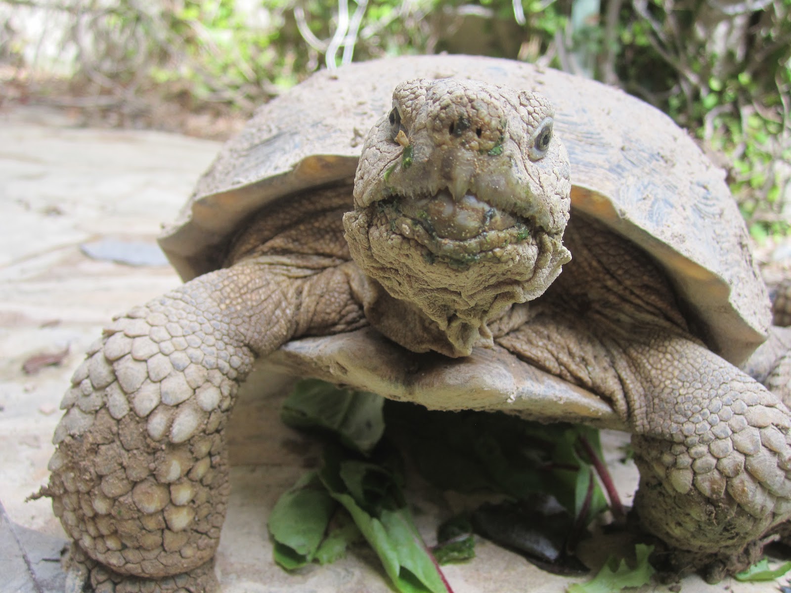 How To Care for a Desert Tortoise {Garden} Wendys Hat