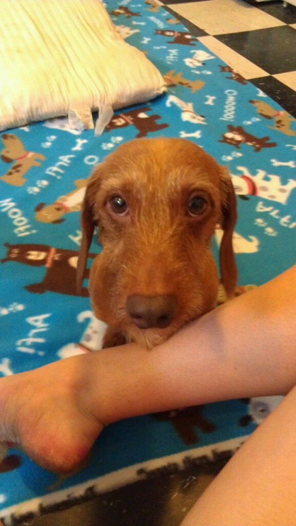 My NoSew Guide to Life NoSewNoStuffing Dog Bed