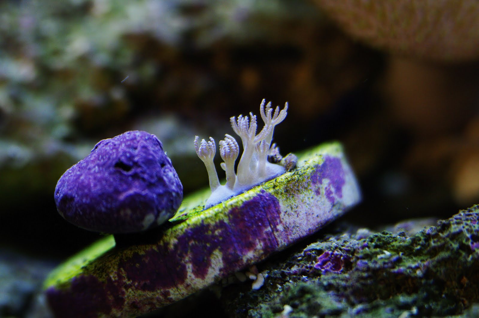 Our Life With Corals 42 Days of Pulsing Xenia