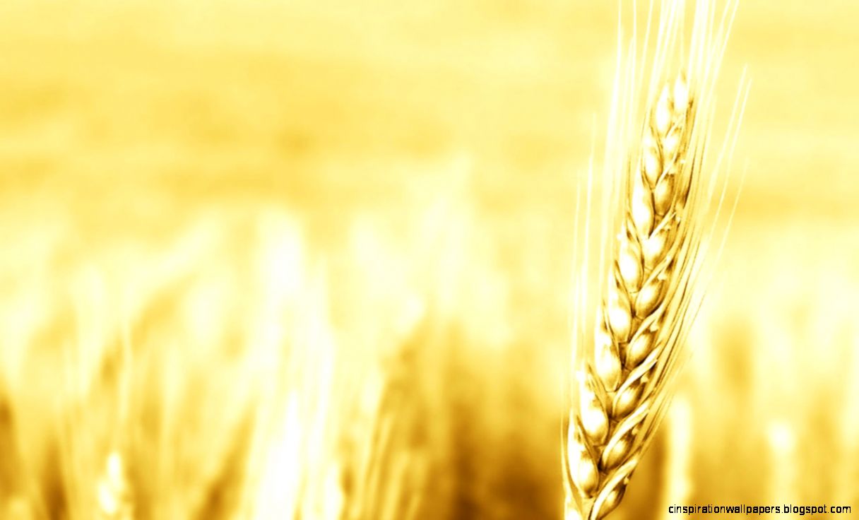 Spring Wheat Field Wallpapers Spring Wheat Field Wallpapers