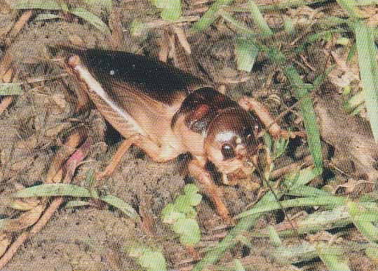 Jenis Jenis Jangkrik Tutorial Cara Budidaya