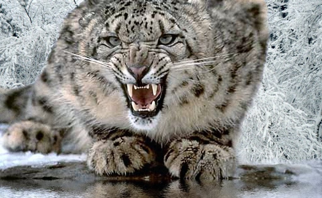 Snow Leopard