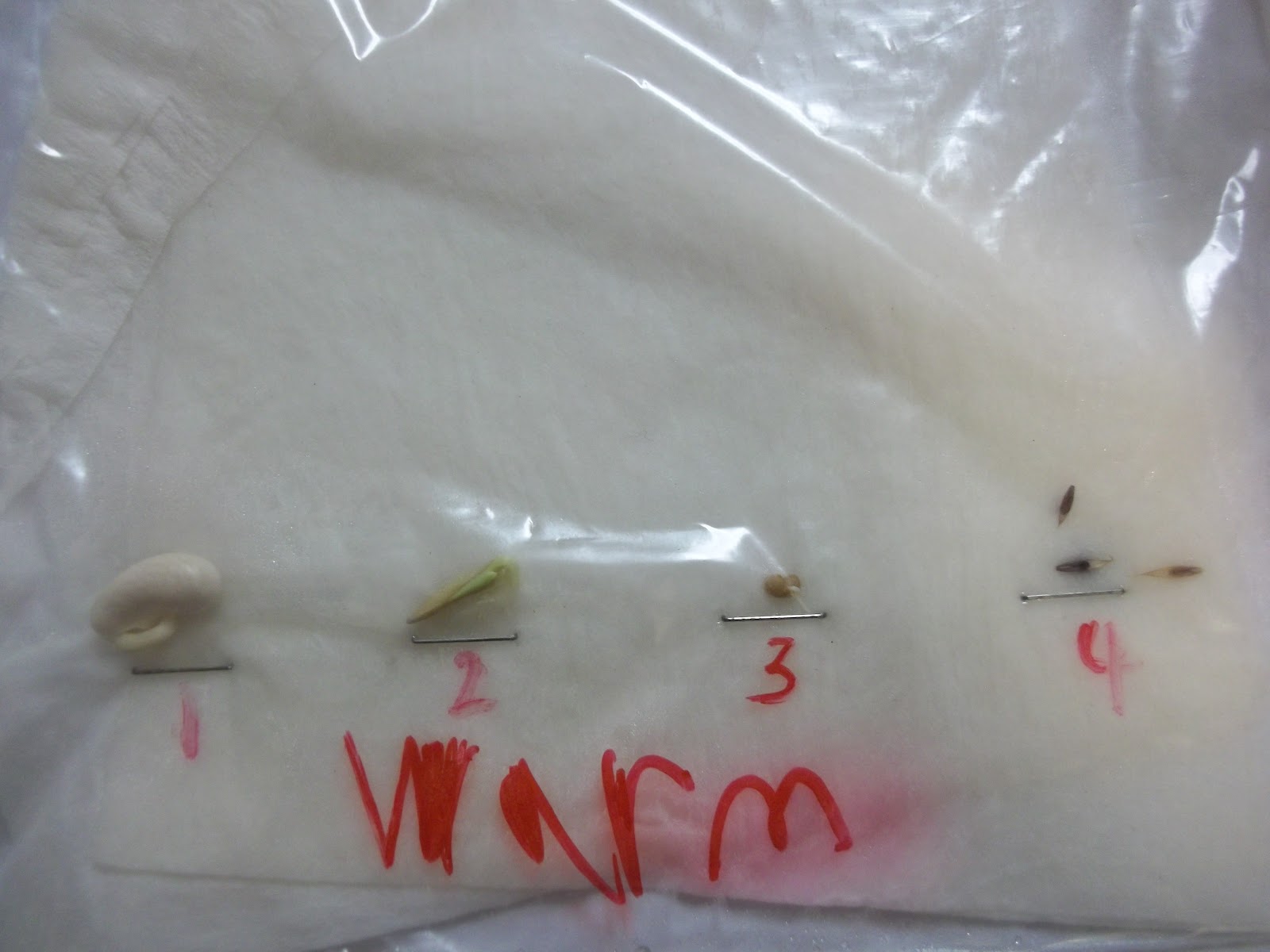 Seed germination experiment Piwi Kids