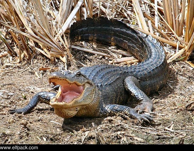 ENCYCLOPEDIA OF ANIMAL FACTS AND PICTURES: ALLIGATORS