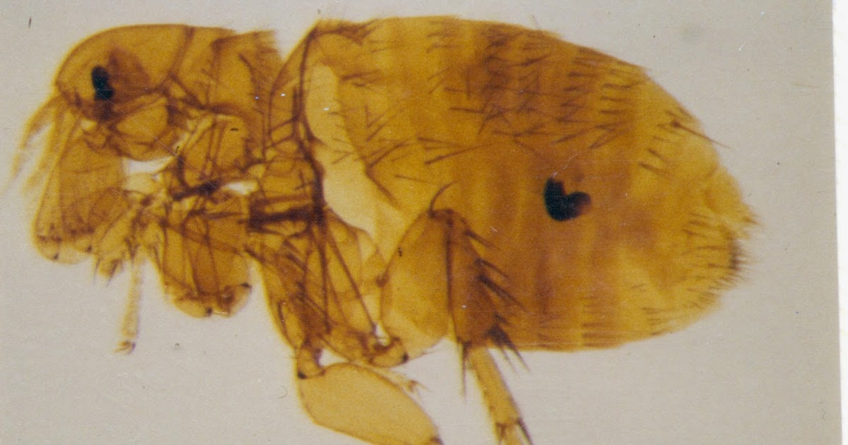 Woof Talk Right Meow *Lets learn about the lovely flea*