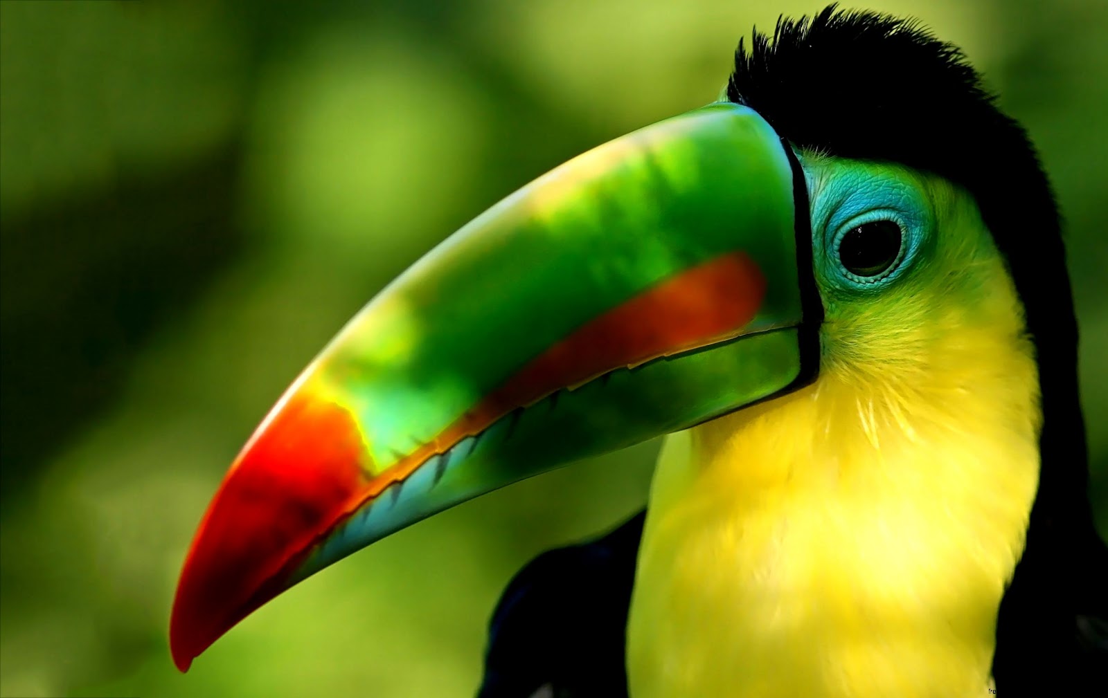 Amazon Rainforest Animals Toucan Amazon Rainforest Animals Toucan