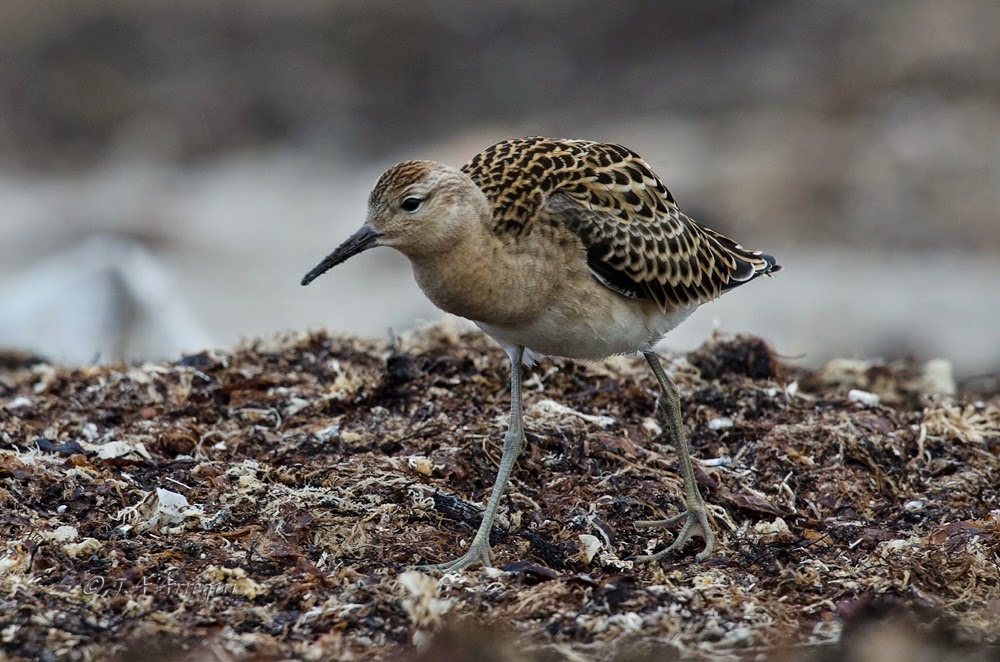 Combatiente, Philomachus pugnax, Ruff Combatiente, Philomachus pugnax, Ruff