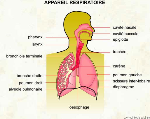 APPARIEL RESPIRATOIRE