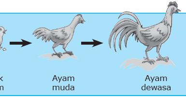 Pertumbuhan Hewan - Pengertian