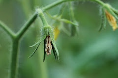 Tomato flower drop