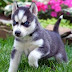 81+ 4K UHD Siberian Husky Blue Eye Adorable Dog Picture