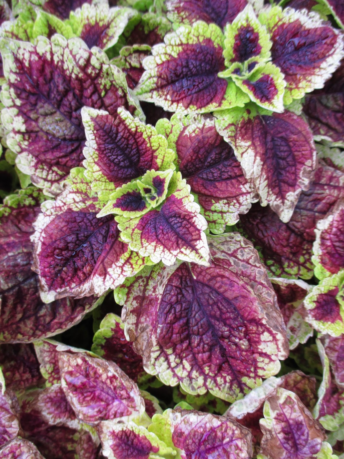 Future Plants By Randy Stewart Weigela