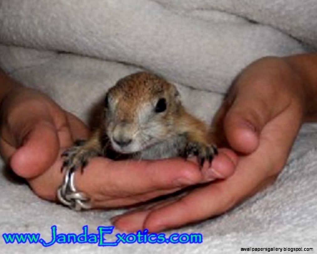 Prairie Dog Pups Sale Prairie Dog Pups Sale