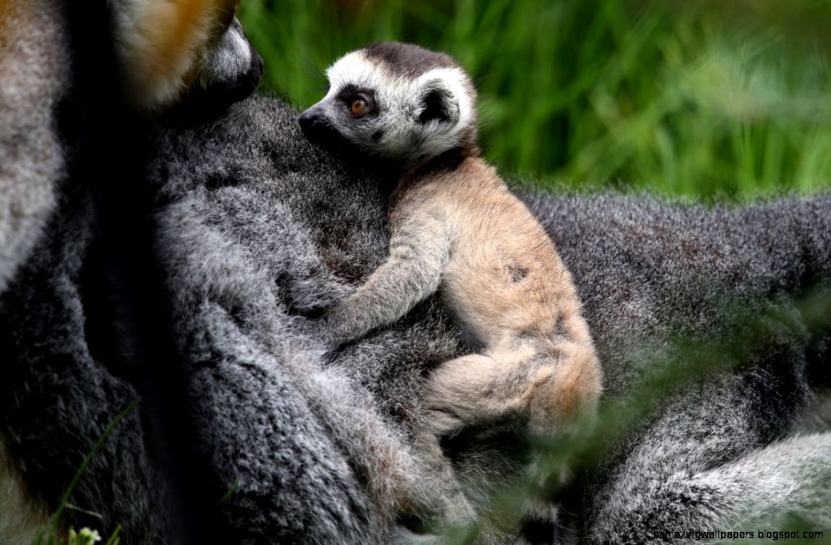 PHOTOS Baby animals  The Mash PHOTOS Baby animals  The Mash