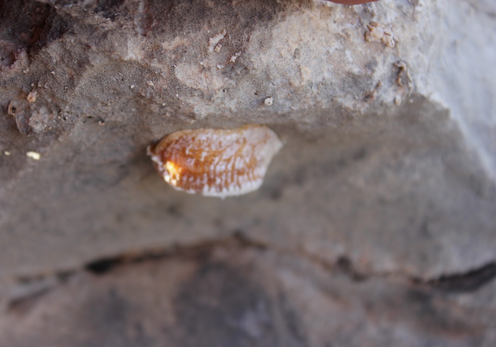 The happy anachronism a fishing blog Guadalupe Mountains National