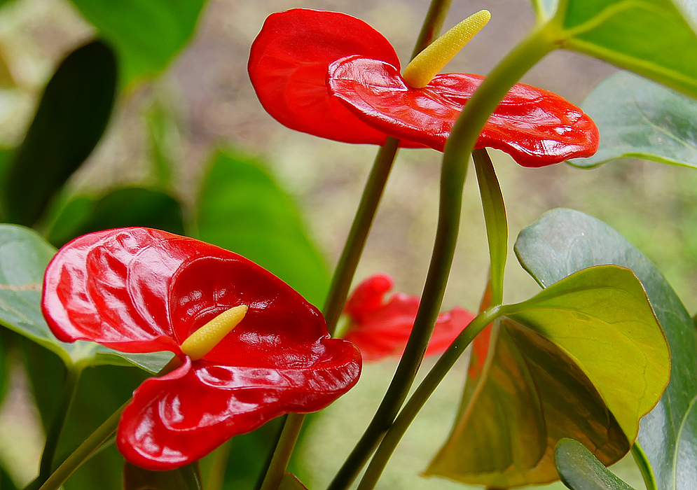 flowers for flower lovers. Anthurium flamingo flowers.