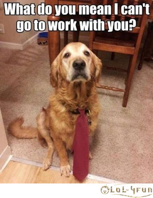 Funny lawyer dog