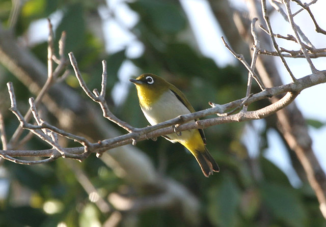 Gambar Burung Pleci | Tarung Jago