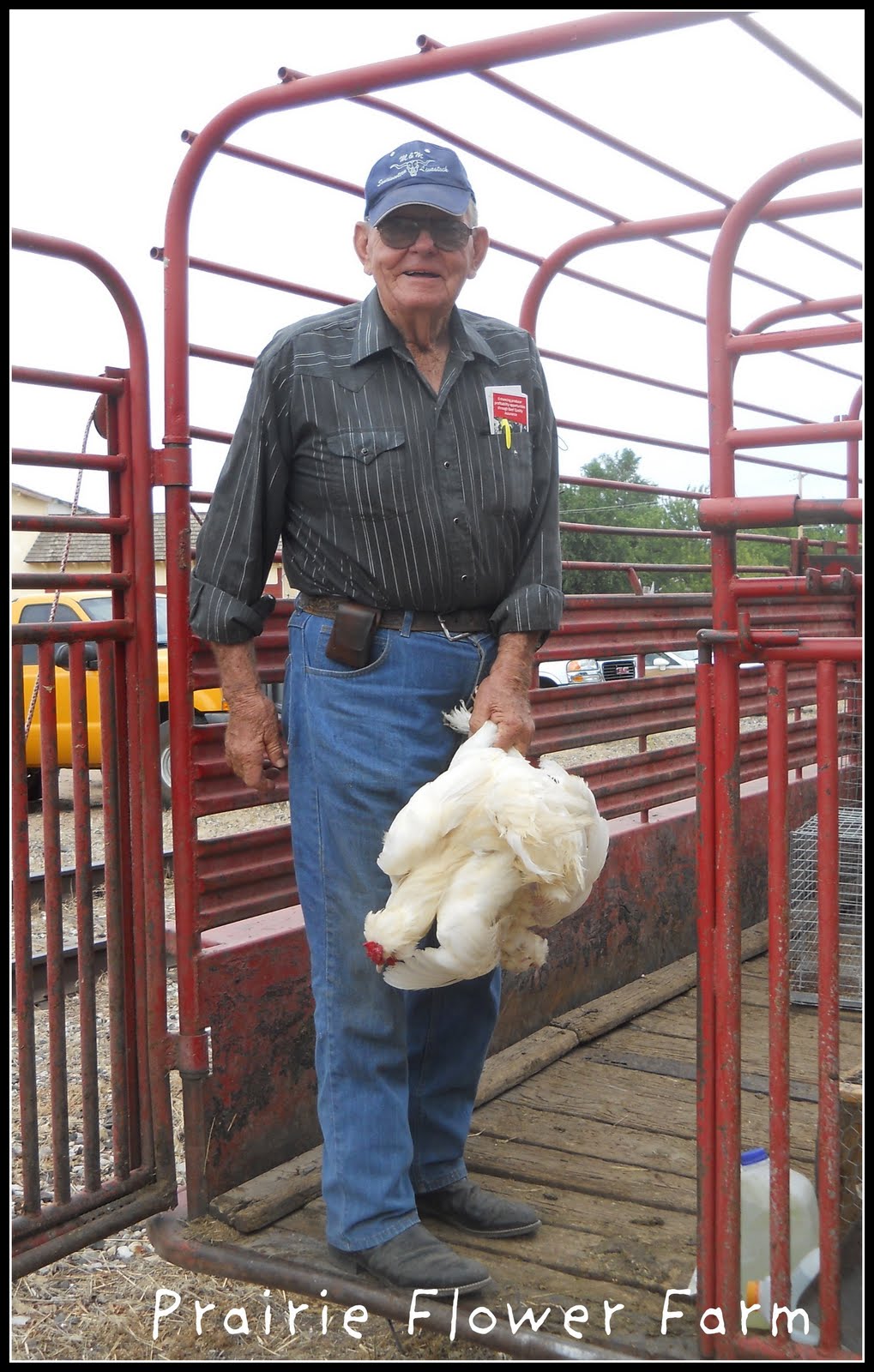 Prairie Flower Farm Yoder Chicken Auction....so much fun!