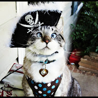 Kucing-kucing paling terkenal di internet (Spangles si kucing juling)