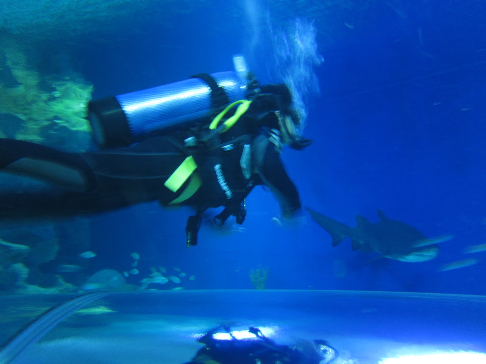 Dive with Sharks Aquaria KLCC