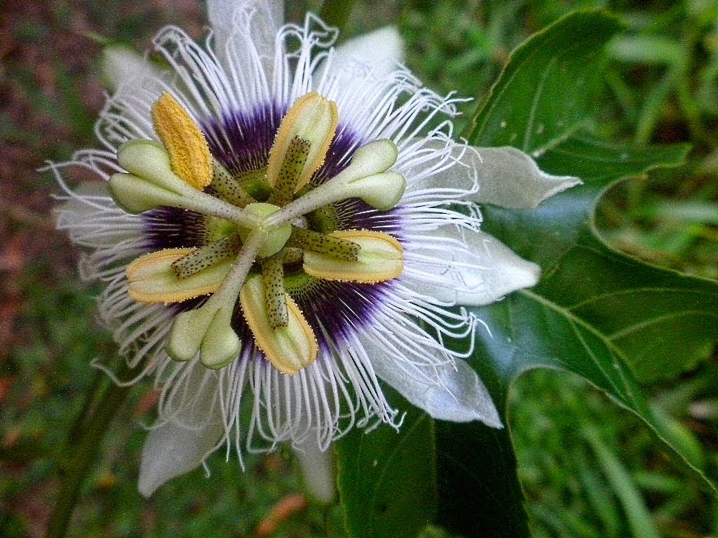 TAVEUNI PASSION FLOWER