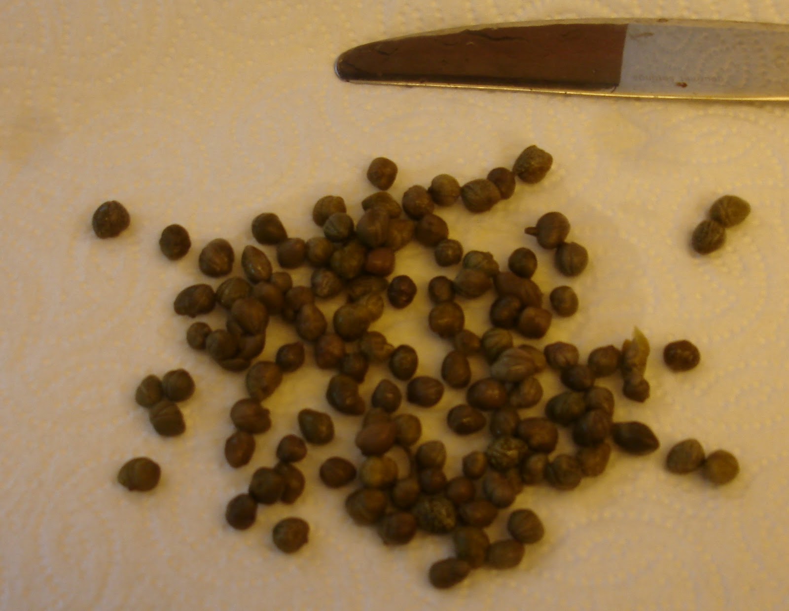 Blue Starr Gallery Florida Swordfish with Lemon Caper Sauce and