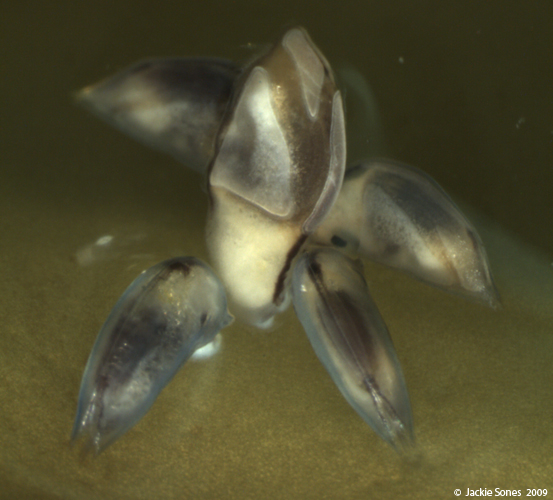 The Natural History of Bodega Head The rabbit and the barnacle