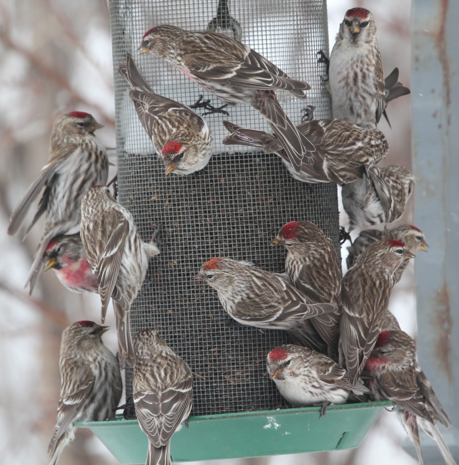 On the Wing A MidApril Colorado Birding Trip