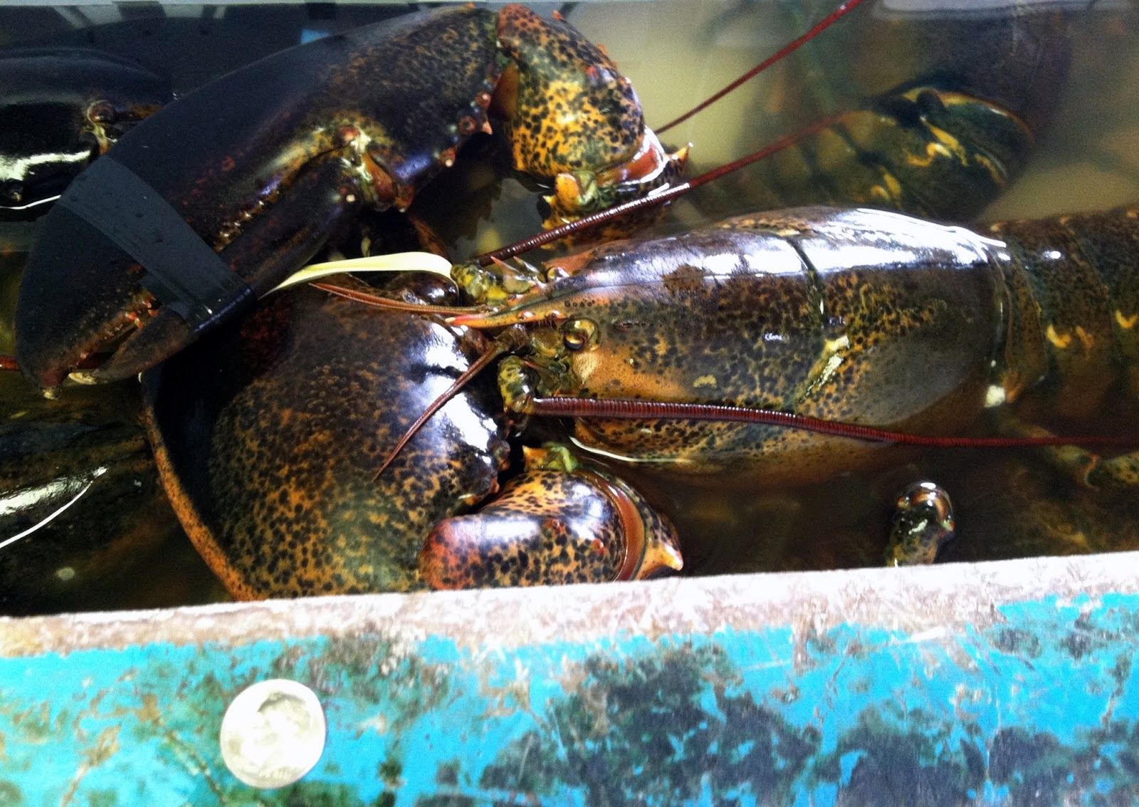 A Couple in the Kitchen For the Love of Lobster