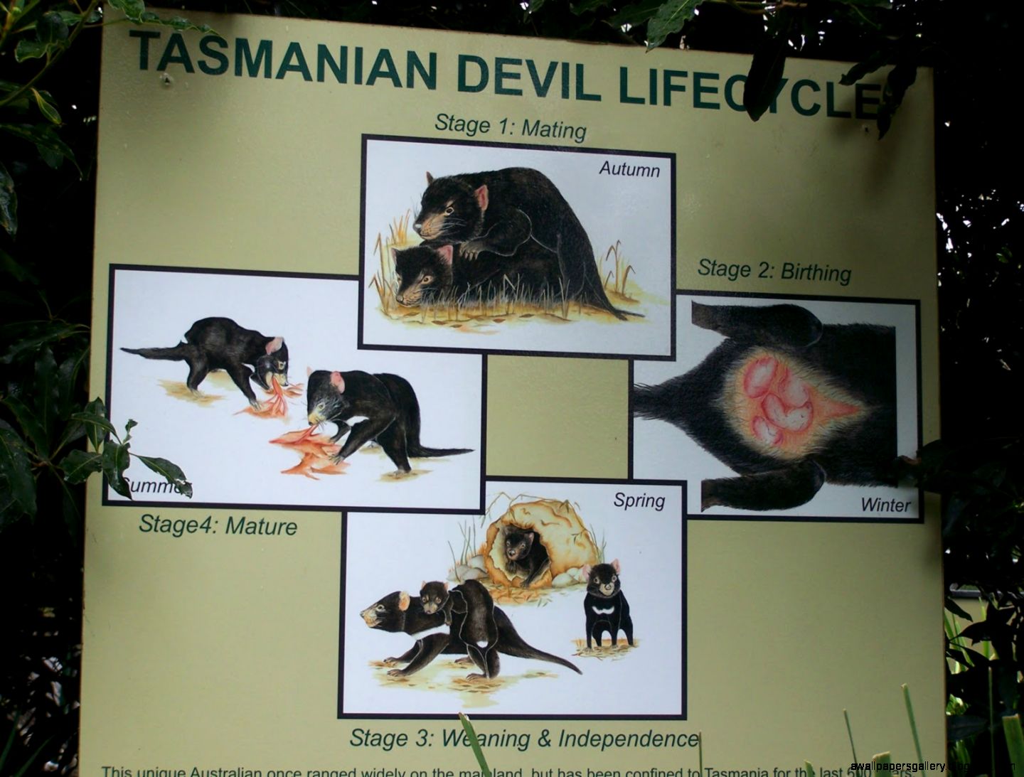 Tasmanian Devil Life Cycle Tasmanian Devil Life Cycle