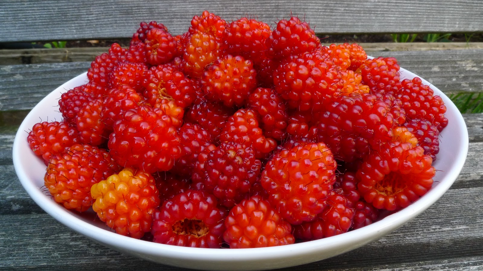 Wild Harvests First Fruits! Salmonberries Sweetened by Song