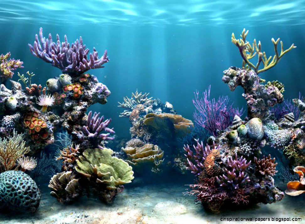 Desktop Fish Tanks Aquariums Screensavers Desktop Fish Tanks Aquariums Screensavers