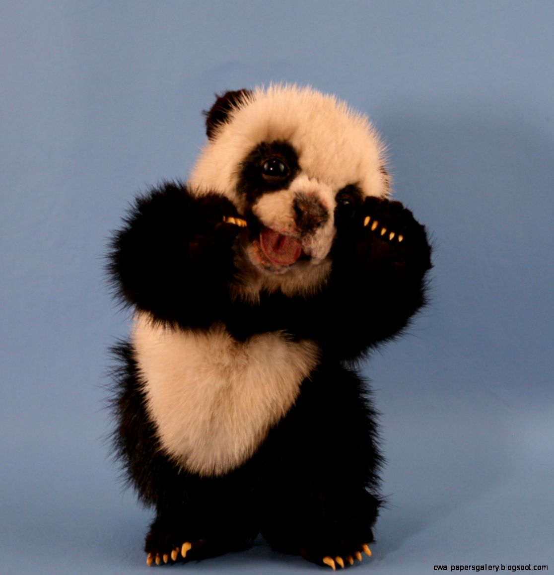 Cute Baby Panda Bears Wallpaper