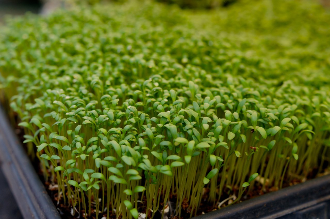 The Sunny Raw Kitchen How to Grow Microgreens