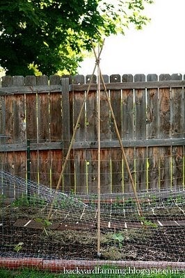 Backyard Farming: Let’s Get Vertical