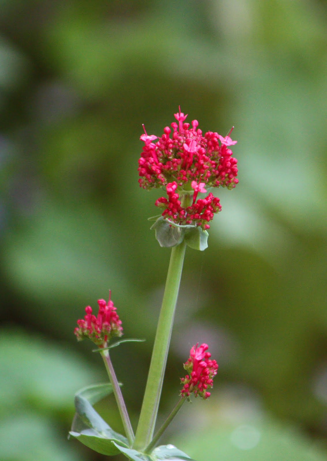 flowers for flower lovers. Jupiter's flowers pictures.