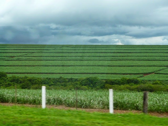 Sugar Cane Fields Everywhere