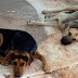 BBC: Ενα εκατομμύριο αδέσποτα σκυλιά στην Ελλάδα (βίντεο)! 