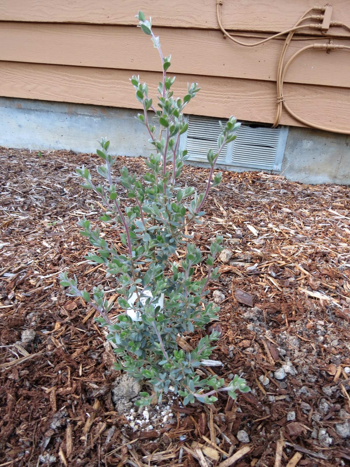 Plant World Dasiphora Fruticosa