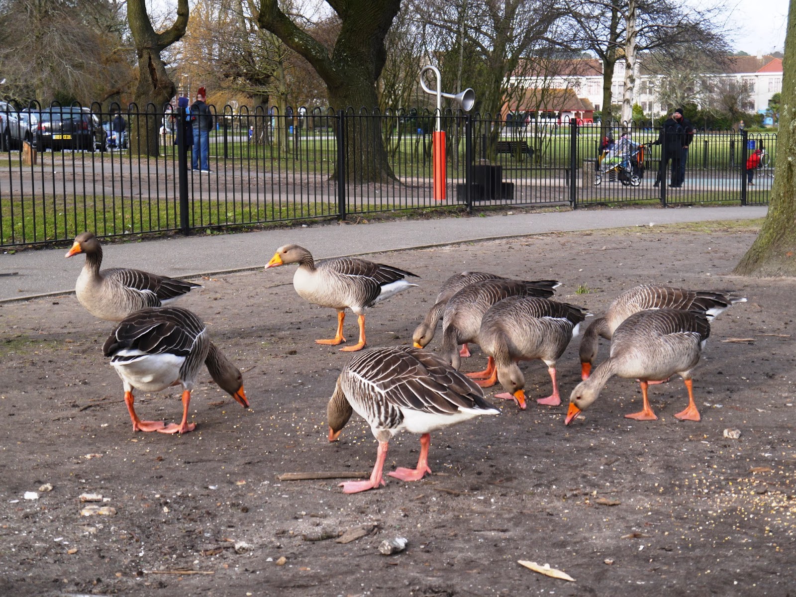 duck in a dress A Duck Day Out at the Poole