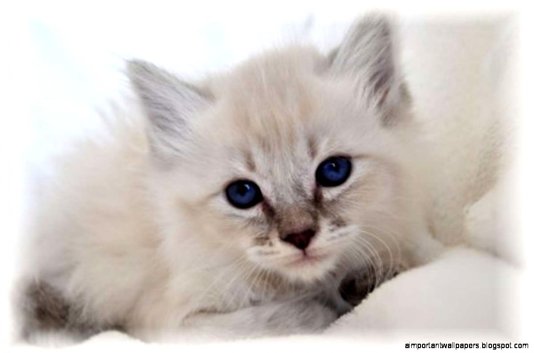 Cat With Cute Eyes Cutestuffco Cute Animals Cute Pictures Cat With Cute Eyes Cutestuffco Cute Animals Cute Pictures