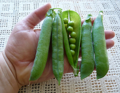 Tall Telephone Peas